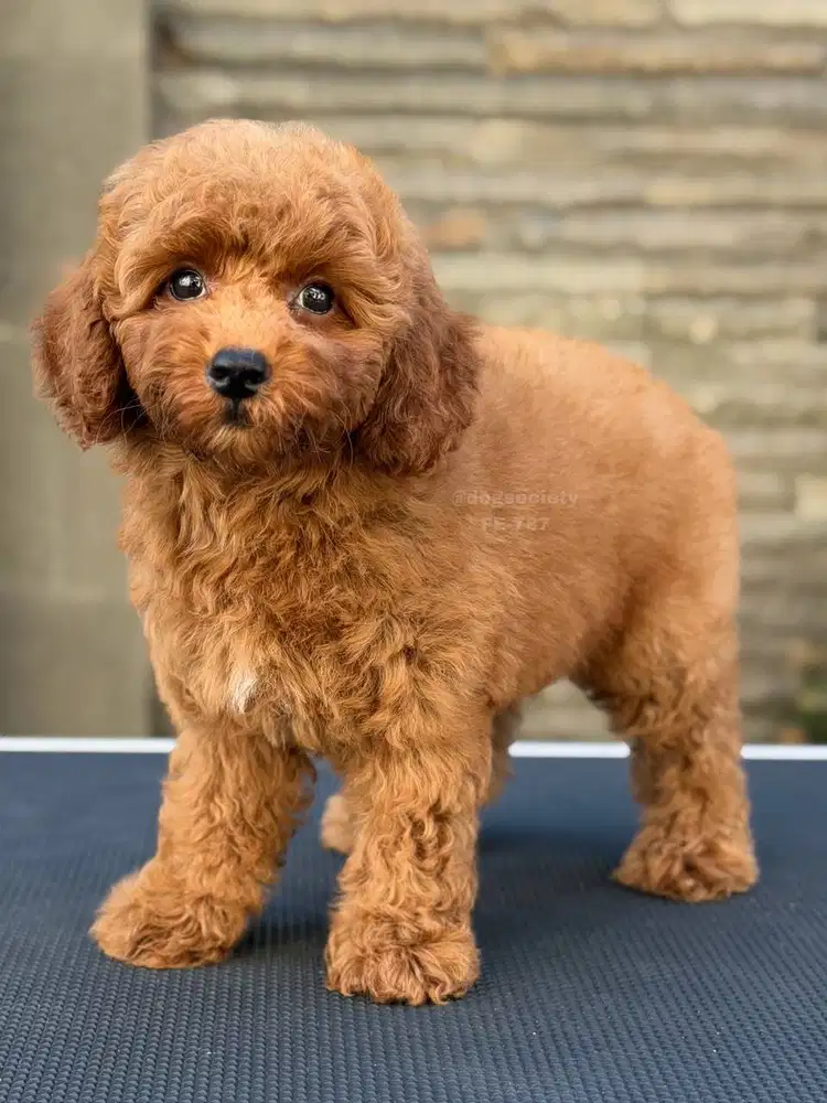 Poodle Mini Teddy Look, Super Fluffy dan Exclusive