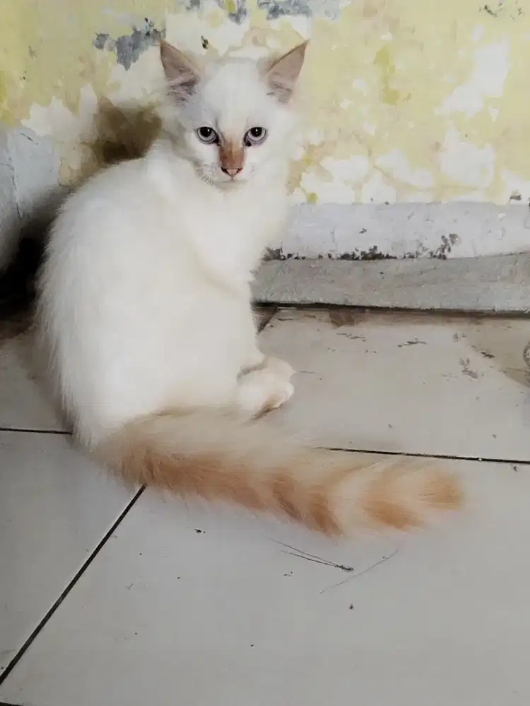 Dijual kucing persia