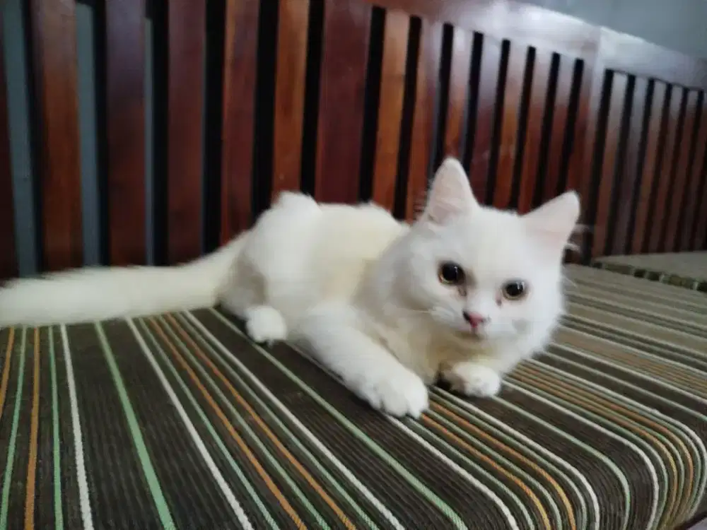 Dijual kucing persia