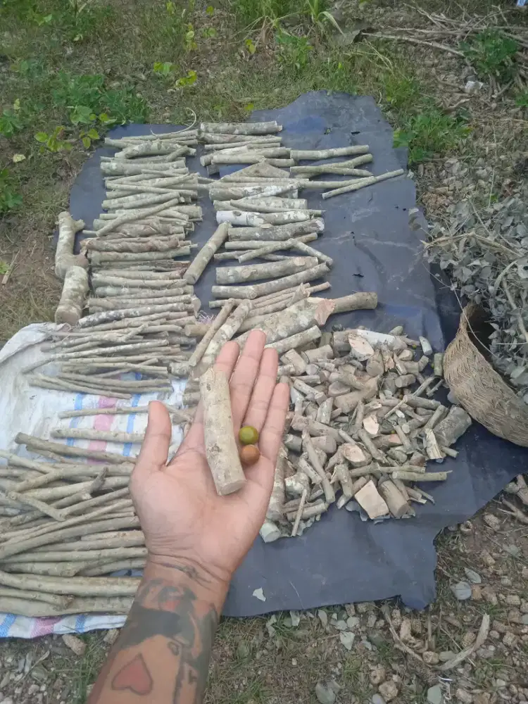 Kayu Bidara laut kering Resep minuman herbal