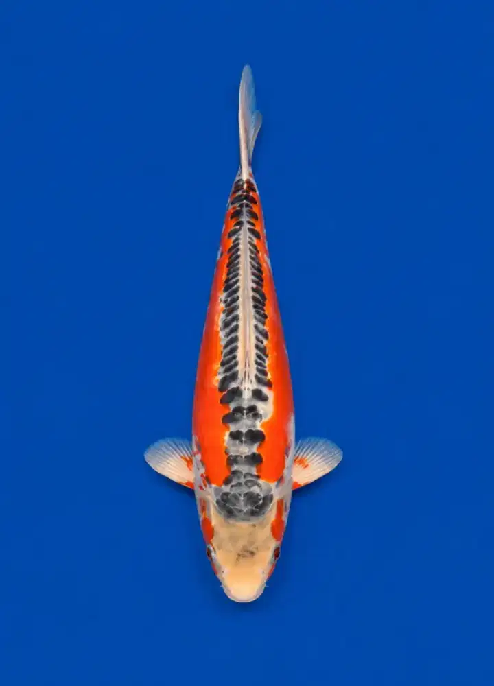 Koi Hana Shusui