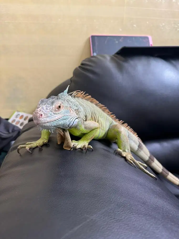 Iguana jinak ganteng