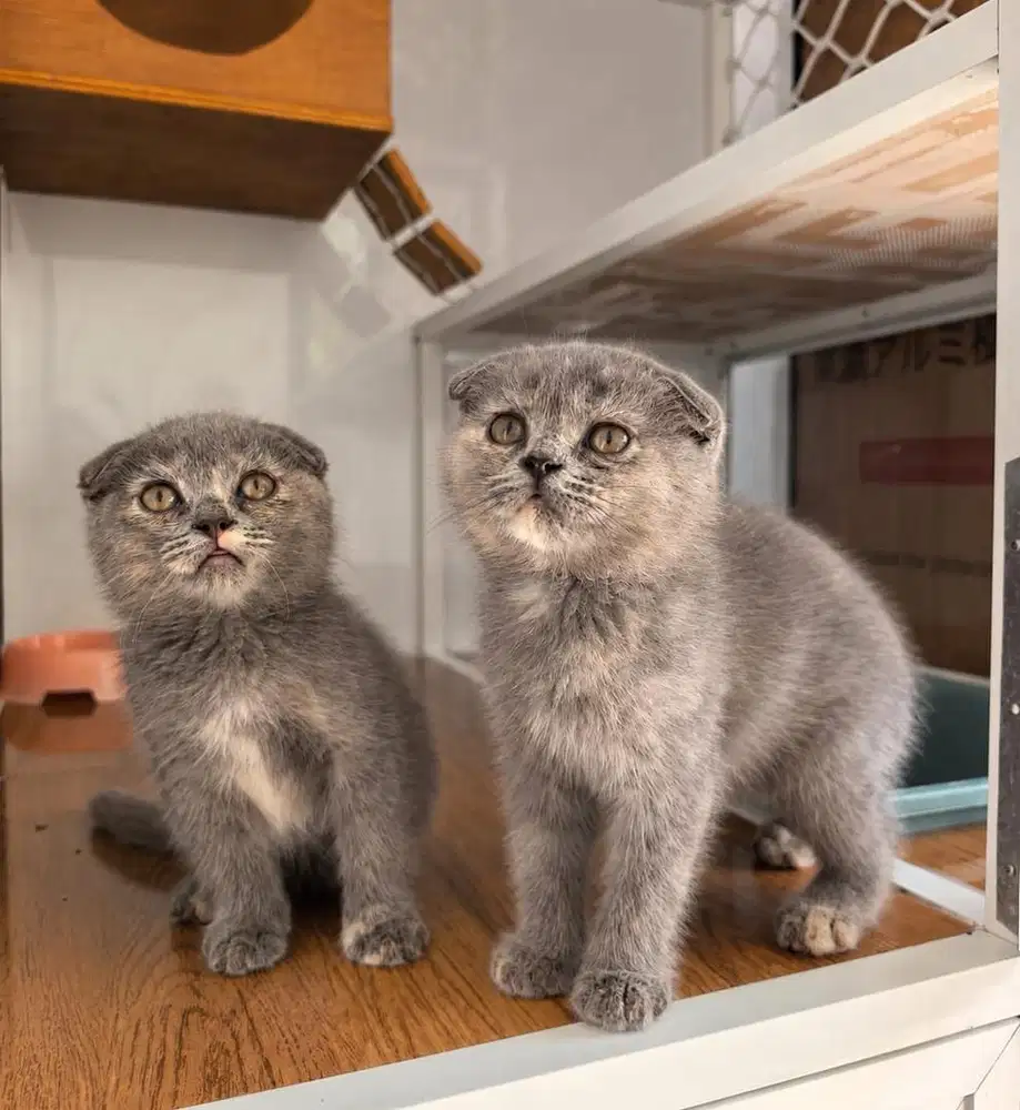 KUCING SCOTISH FOLD BETINA USIA 2 BULAN