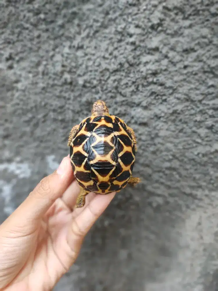 kura darat Indian star baby 5-6cm, kuku lengkap hidung plong