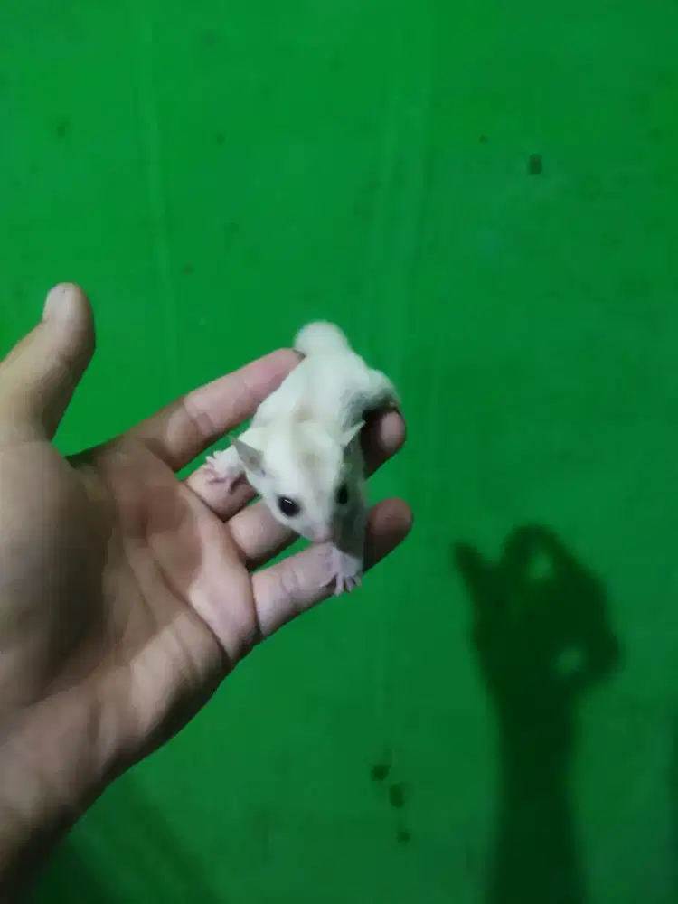 sugar glider creamino betina