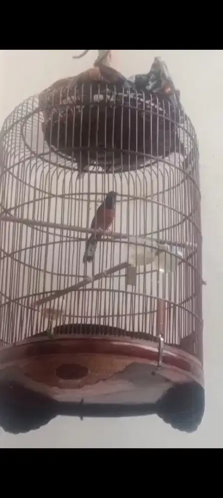 Burung murai batu