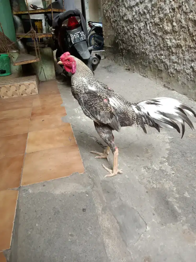 Ayam bangkok trah juara