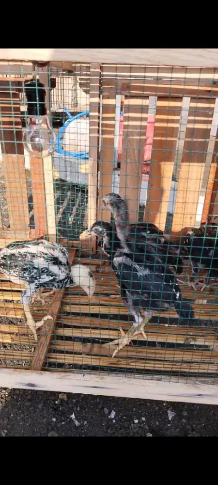 Jual anakan ayam ekor lidi dan ayam shamo Eropa