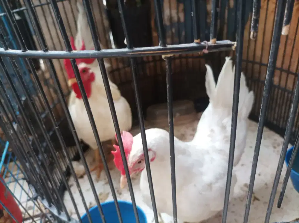 Ayam Kate putih sepasang produksi.