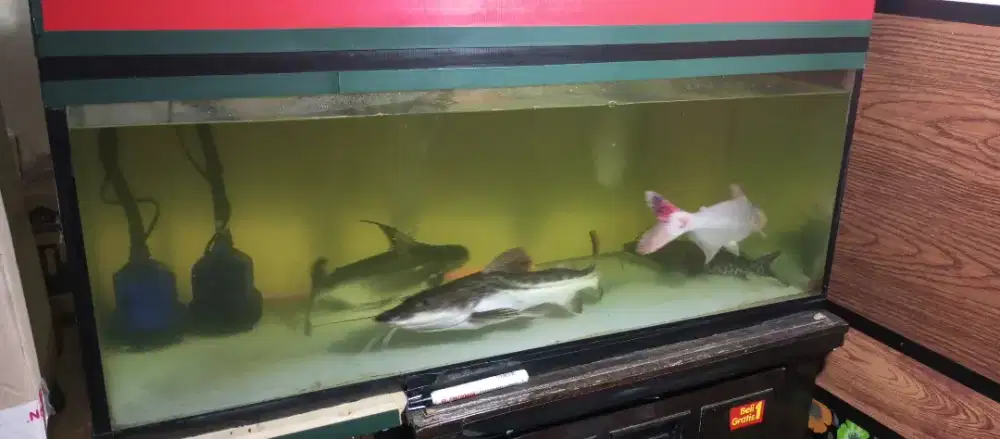 Ikan dan Aquarium 1 meter