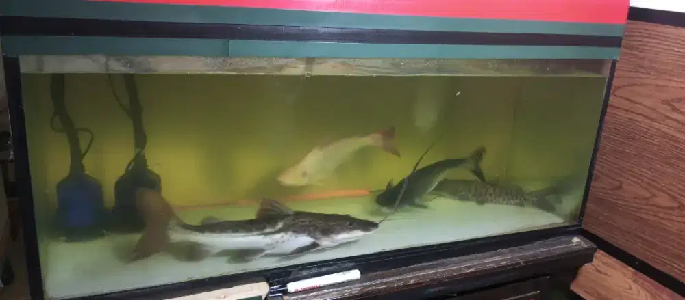 Ikan dan Aquarium 1 meter