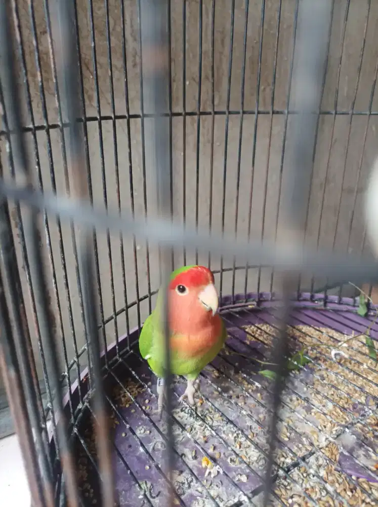 Lovebird NK Salem dewasa pakai ring.