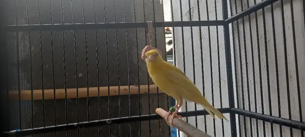 Kenari f1sf paud jantan