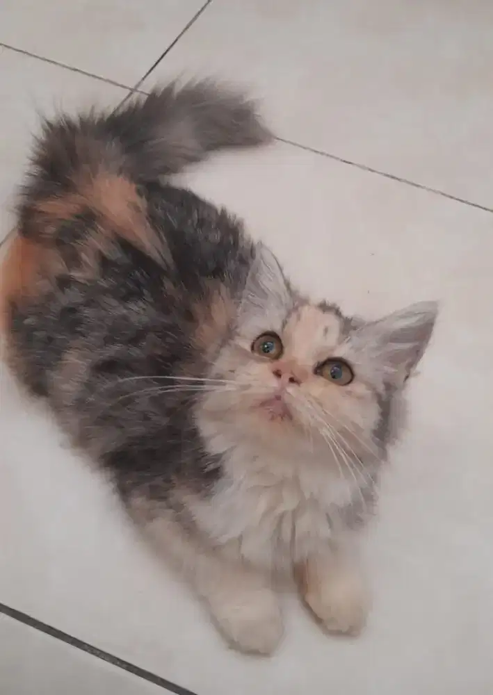 Kucing Persia Medium kitten indoor