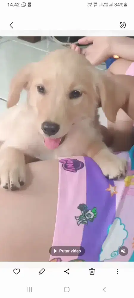 anjing puppy golden retriever