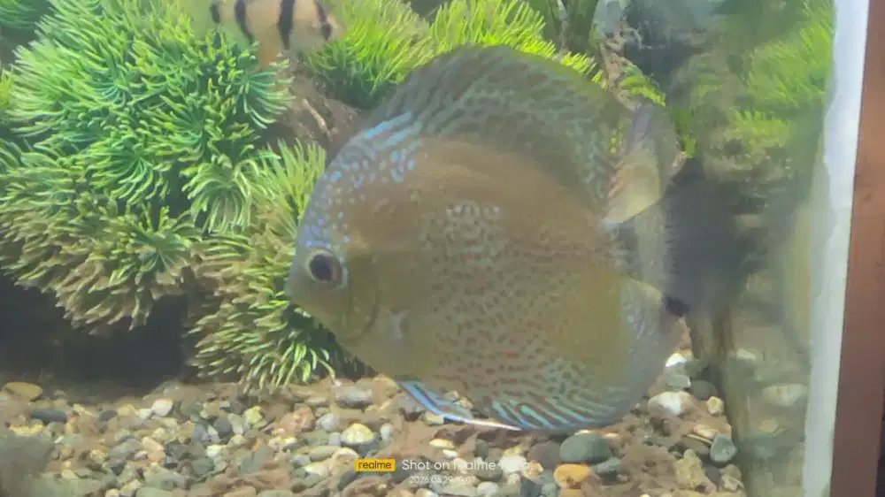 jual borongan discus 4 ekor