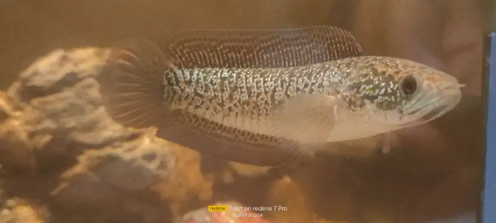 Channa asiatika kalimaya