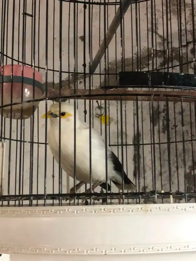 Jalak indo gacor  jinak