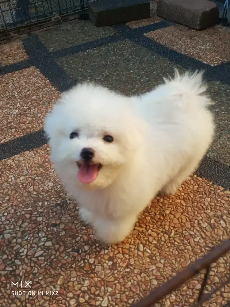 Anakan Bichon frise Lucu