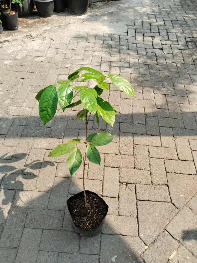 Tanaman Jengkol Bibit Super Unggul