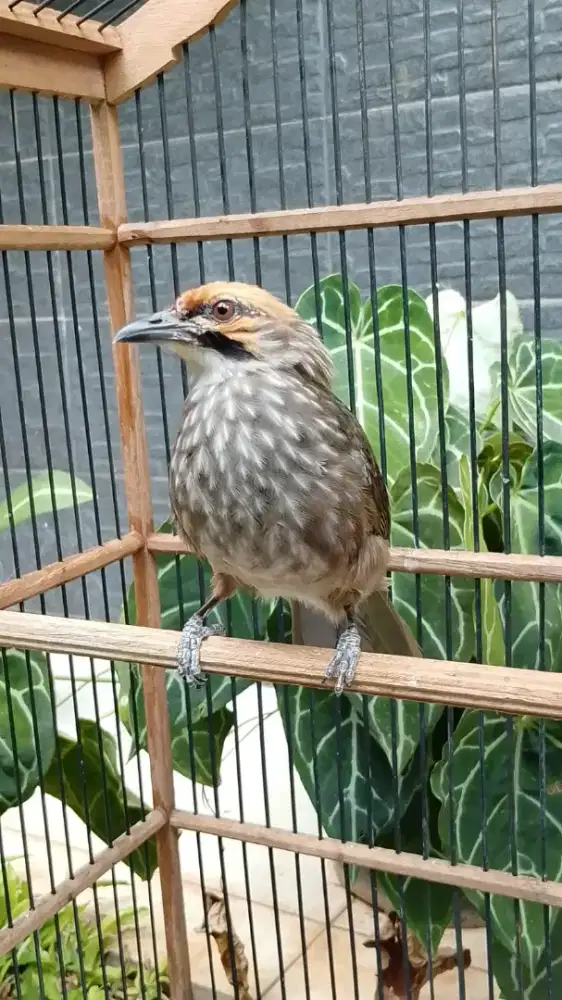 Cucak Rawa Jantan