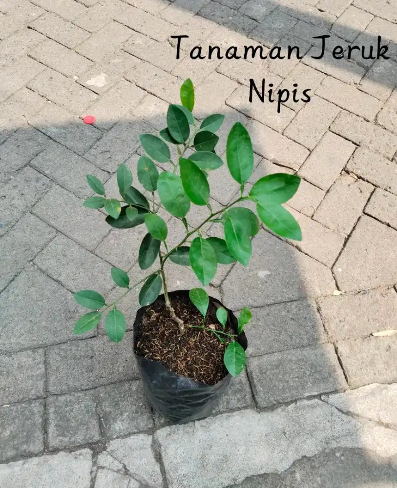 Tanaman Jeruk Nipis