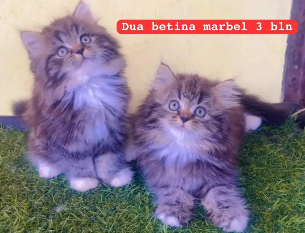Kucing ras persia kitten marbel