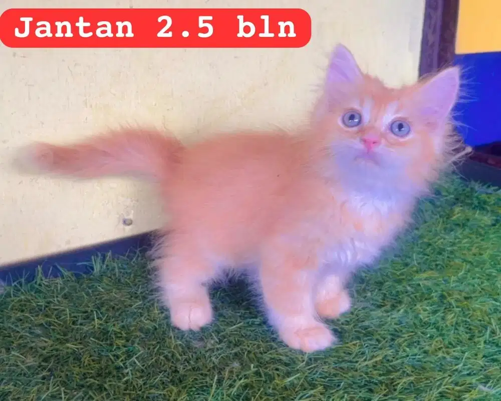 Kucing ras persia kitten jantan