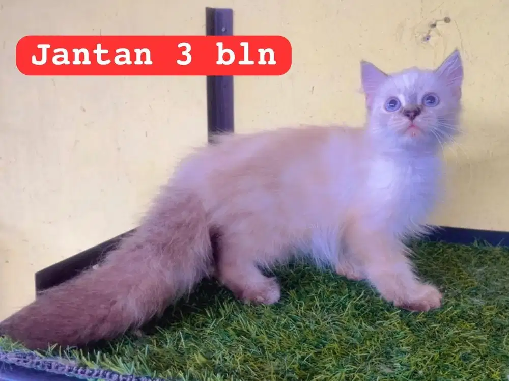 Kucing ras persia himalaya mata biru