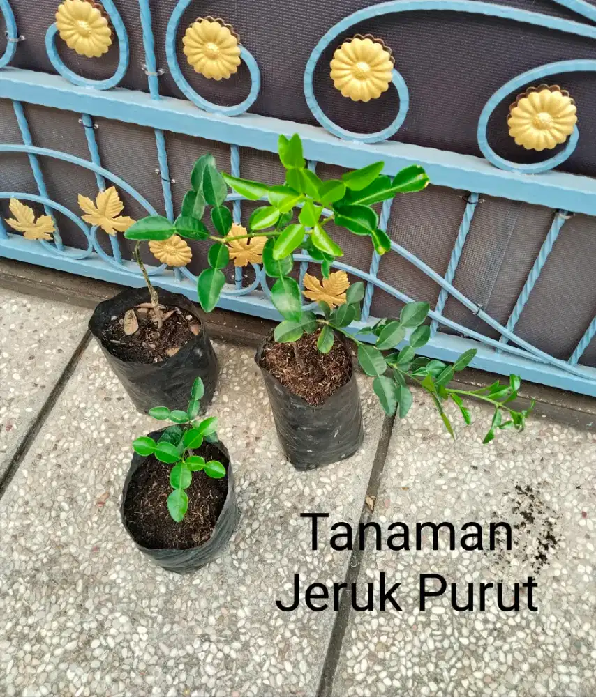 Tanaman Jeruk Purut