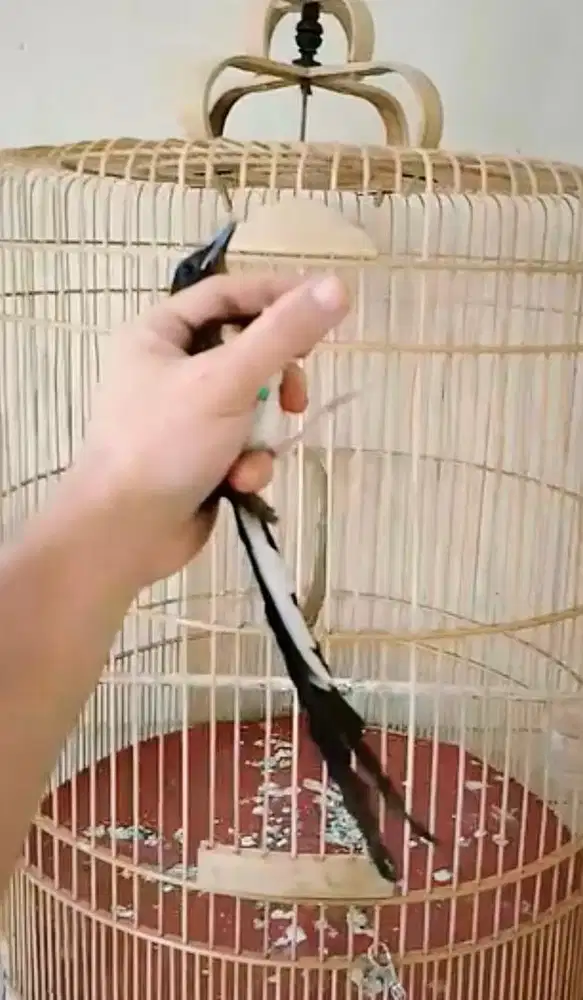 murai batu trotol jantan trah ekor panjang 40x20cm dds line