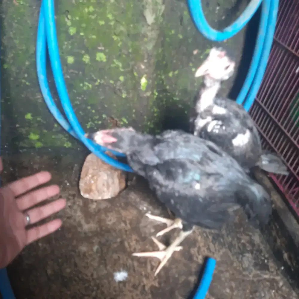 Ayam trah blackbull x pitbull sepasang usia jalan 3 bulan..