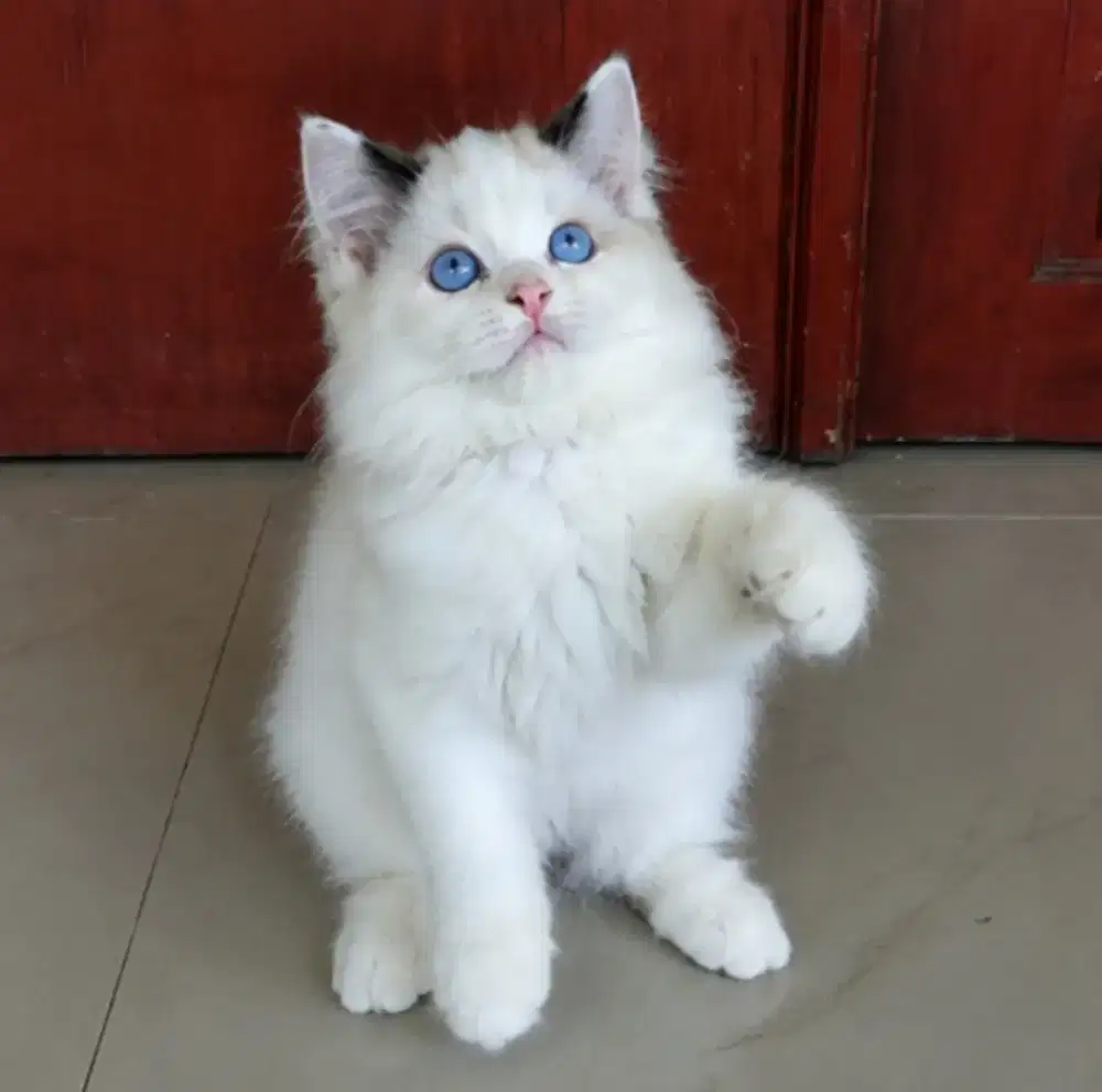 Ragdoll female kitten