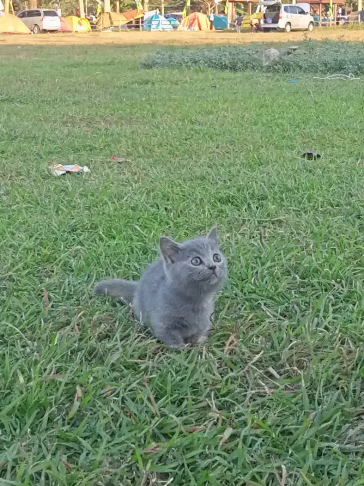 MUNCHKIN BSH BETINA