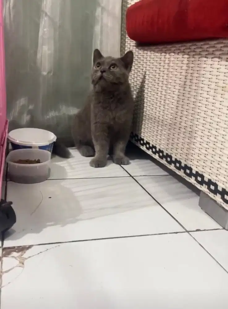 Jual kitten british shorthair