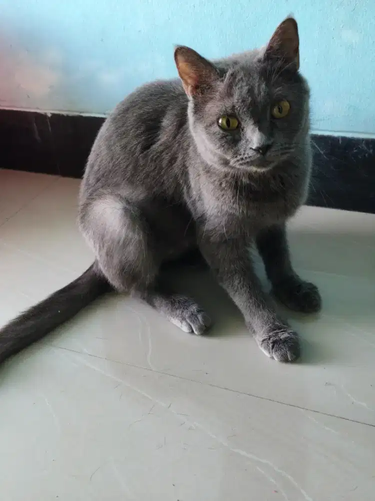 Kucing Betina BSH blue solid hamil