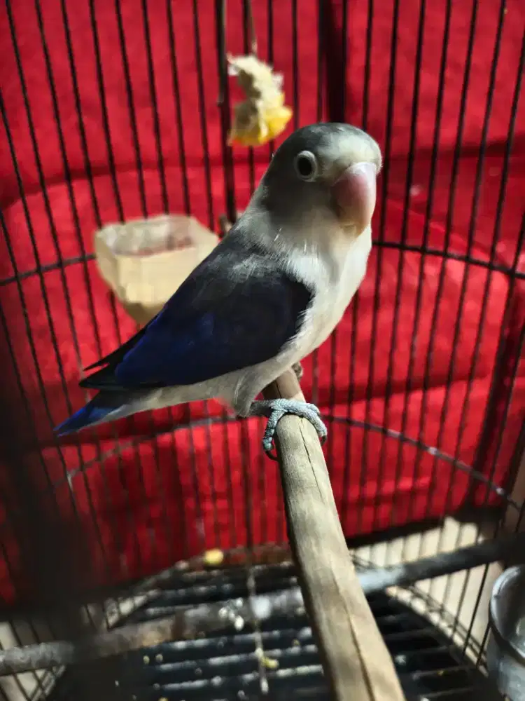 Lovebird vio gacor