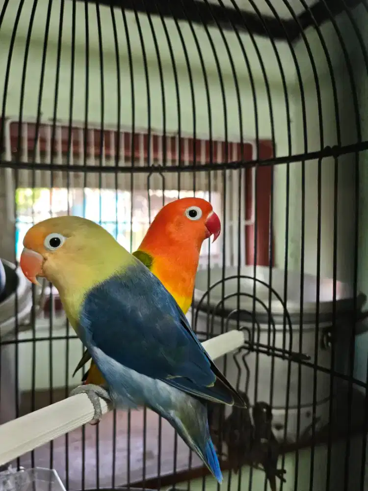 Lovebird bio pb