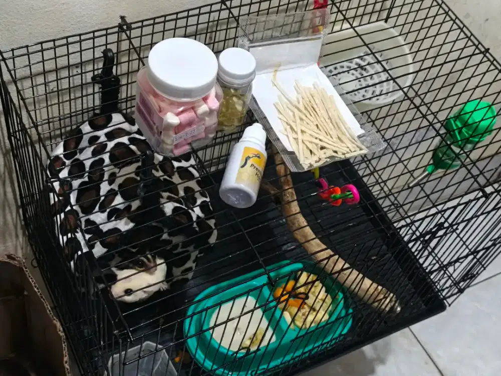 Suger glider Leu jantan, clasic betina