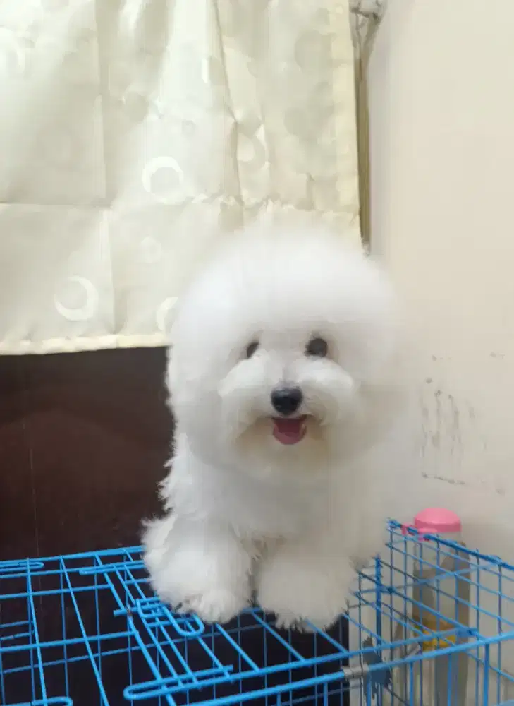 Jual Tiny Korean Bichon Frise Male Kualitas
