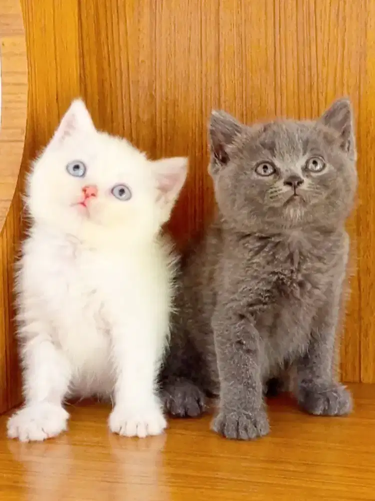 British Shorthair x Flat