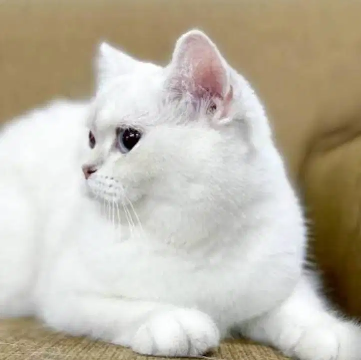 Dicari Perawat Kucing berpengalaman