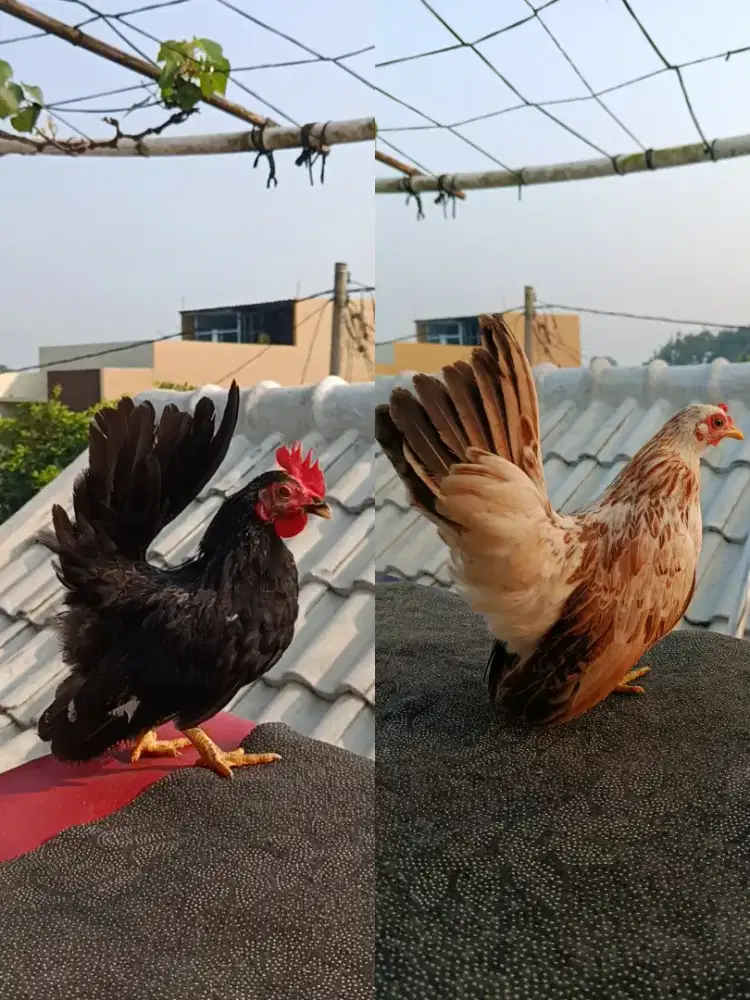 AYAM KATE KAKI STANDAR