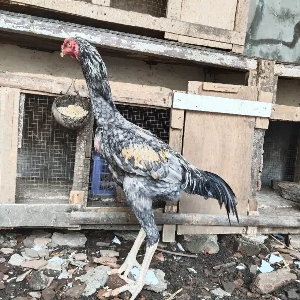 shamo eropa golden blue
