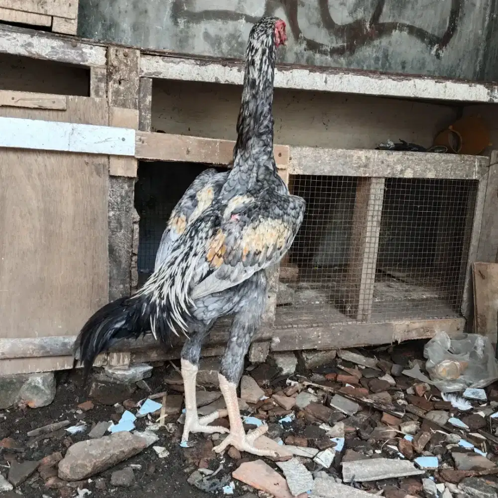 shamo eropa golden blue