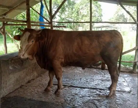 tabungan sapi qurban 2027 bobot 500kiloanUP 4jt/bln 10x timbang hidup