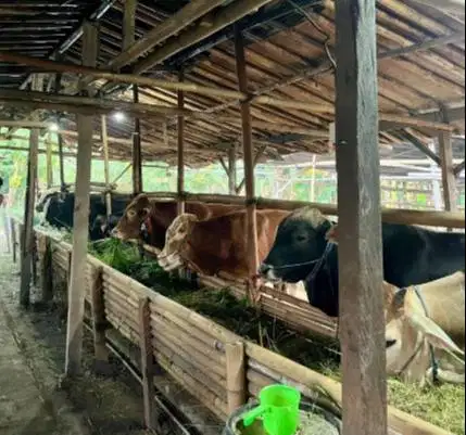 tabungan sapi qurban 2027 bobot 500kiloanUP 4jt/bln 10x timbang hidup