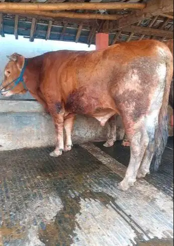 tabungan sapi qurban 2027 bobot 500kiloanUP 4jt/bln 10x timbang hidup