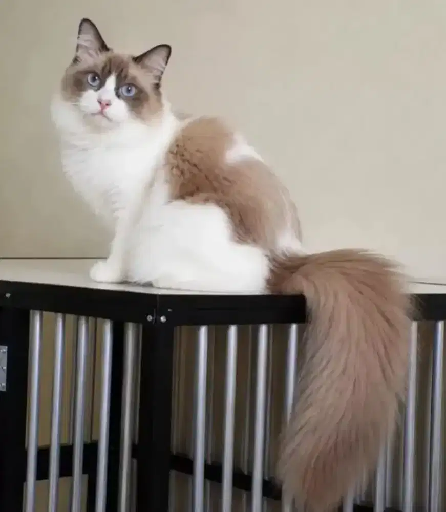 Ragdoll betina HAMIL
