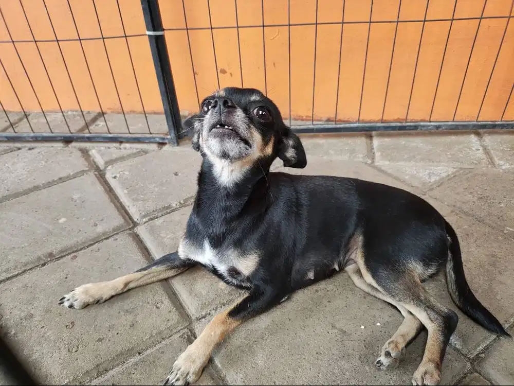 Semi Hibah Chihuahua Betina Lihat Deskripsi